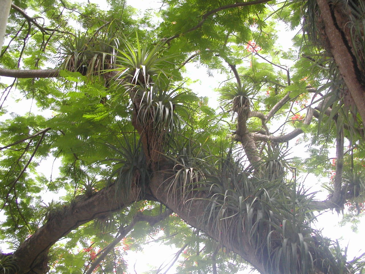 Forêt humide de Guadeloupe : Notez la quantité de Broméliacées se trouvant sur la même branche de flamboyant ! L’arbre est en pleine santé, on observe même sa floraison rouge à travers la canopée.