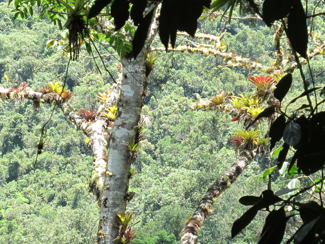 forêt canopée et broméliacés