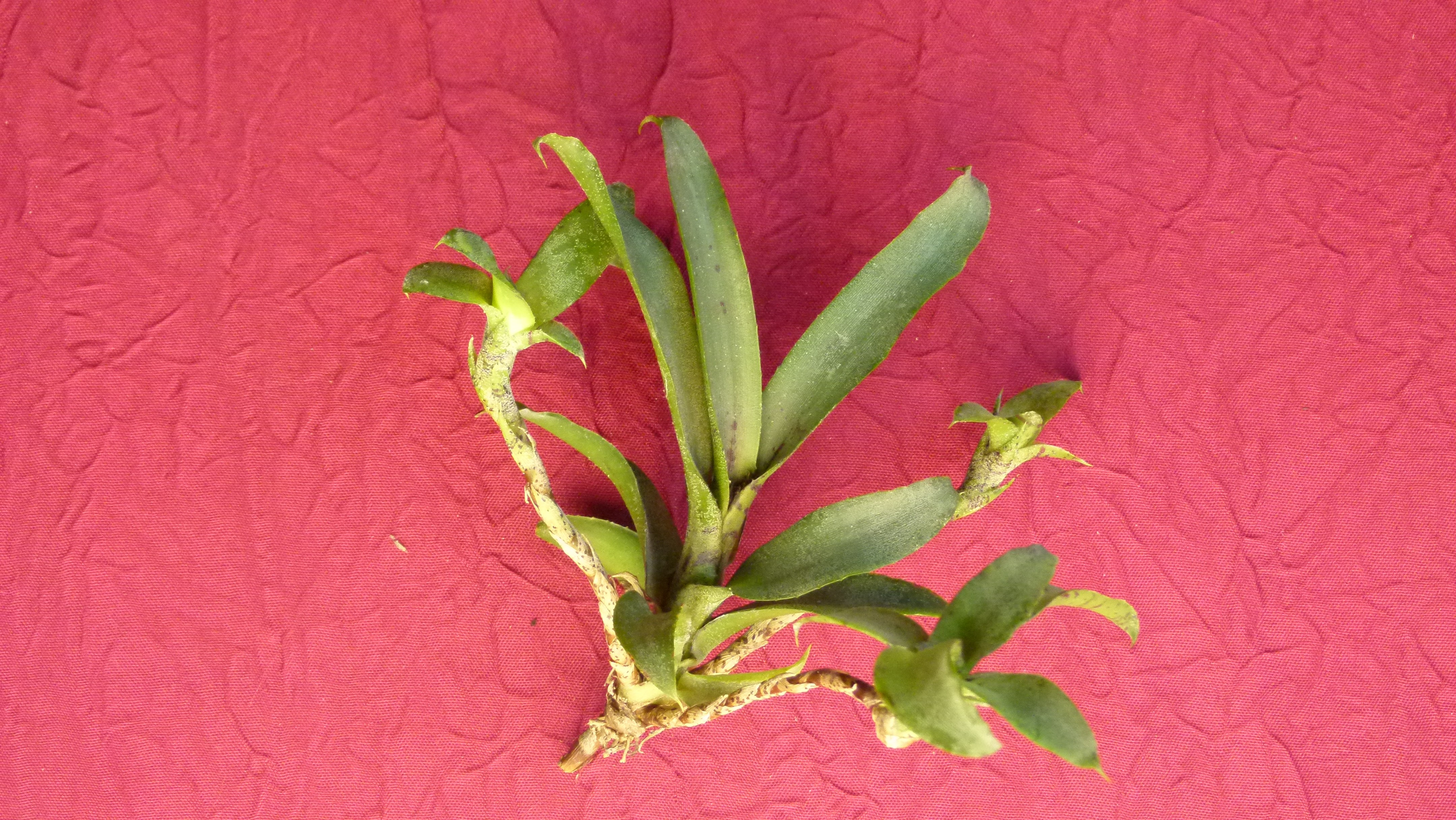 Exemple de Neoregelia liliputiana qui est  la plus petite des Neoregelias connues et cultivées. Possède une très forte capacité de production de rejets (3 sur la photo).